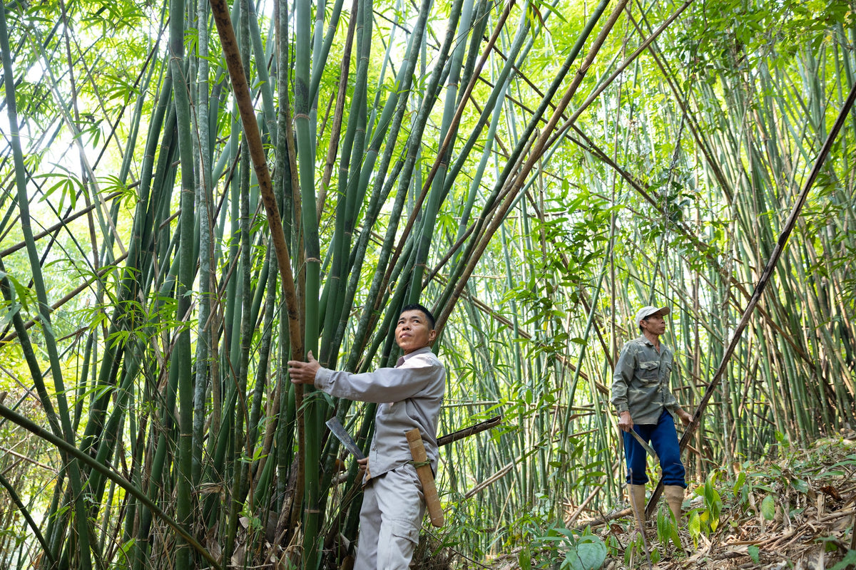 Selecting Bamboo and Rattan
