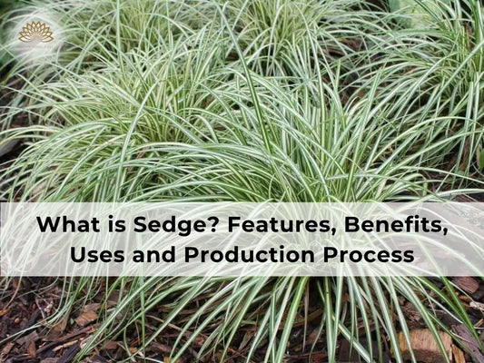 Sedge: Features, Applications, Benefits and Process of Making Home Furniture